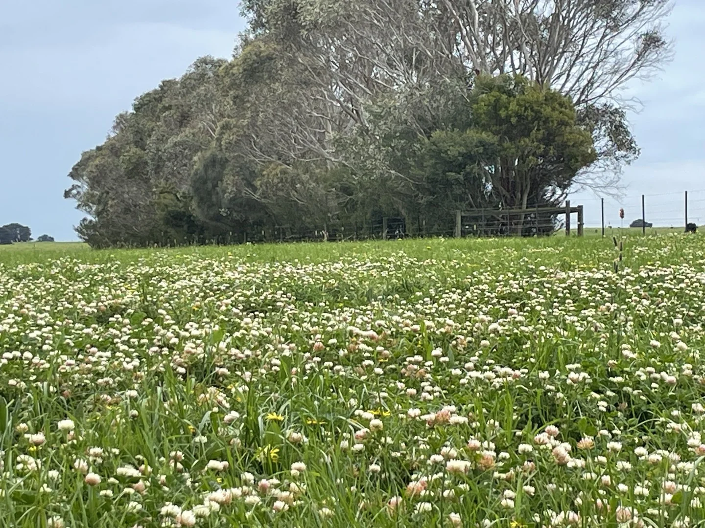 1050 Spencer Road, Tarrone VIC 3283