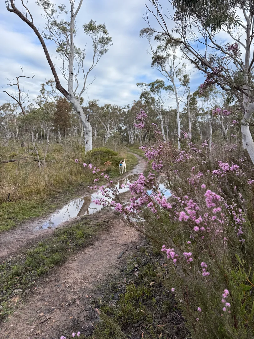 Additional image 41 of 385 Foxs Elbow Road, Braidwood NSW 2622
