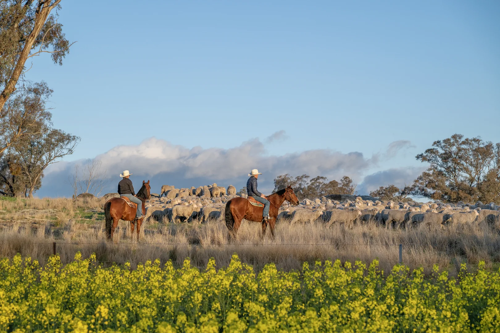 Additional image 6 of Mount Bodangora 5008 Goolma Road, Wellington NSW 2820
