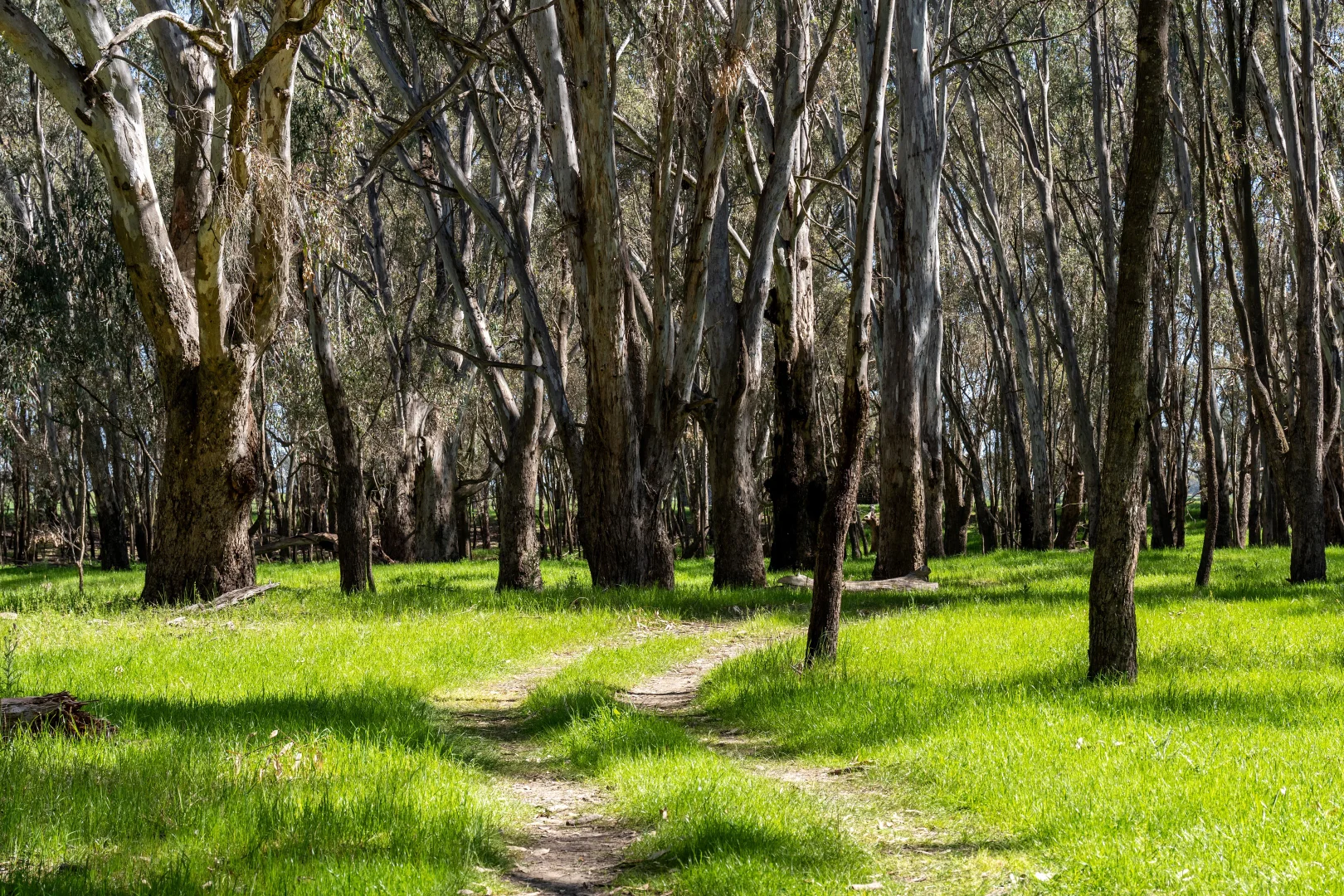 Additional image 34 of 6021 Riverina Highway, Hopefield NSW 2646