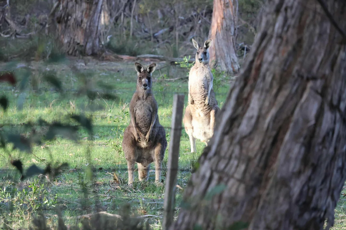 Additional image 28 of 90 Bones Road, Bells Beach VIC 3228