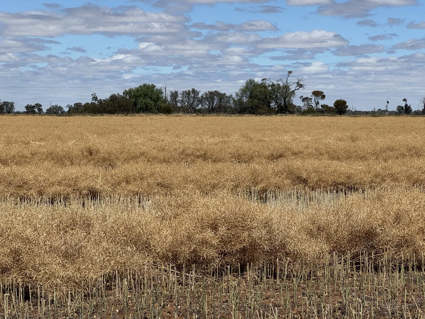 Additional image 23 of 819 Mayrung Road, Deniliquin NSW 2710