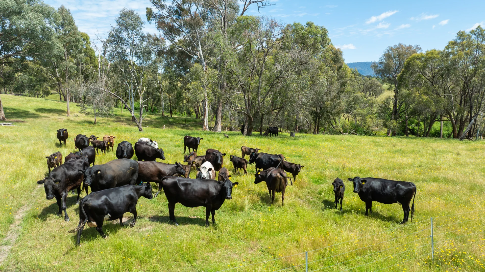 Additional image 10 of 417 Black Flats Road, Mudgegonga VIC 3737