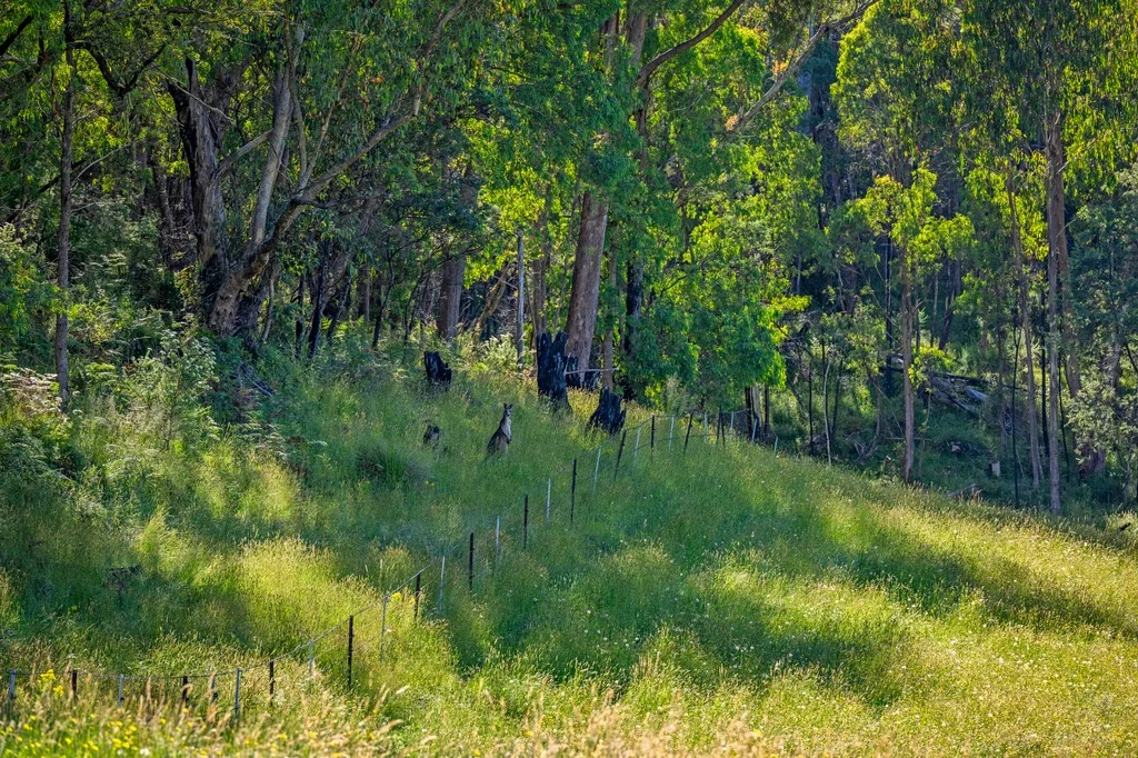 Additional image 38 of 495 Kancoona South Road, Kancoona VIC 3691