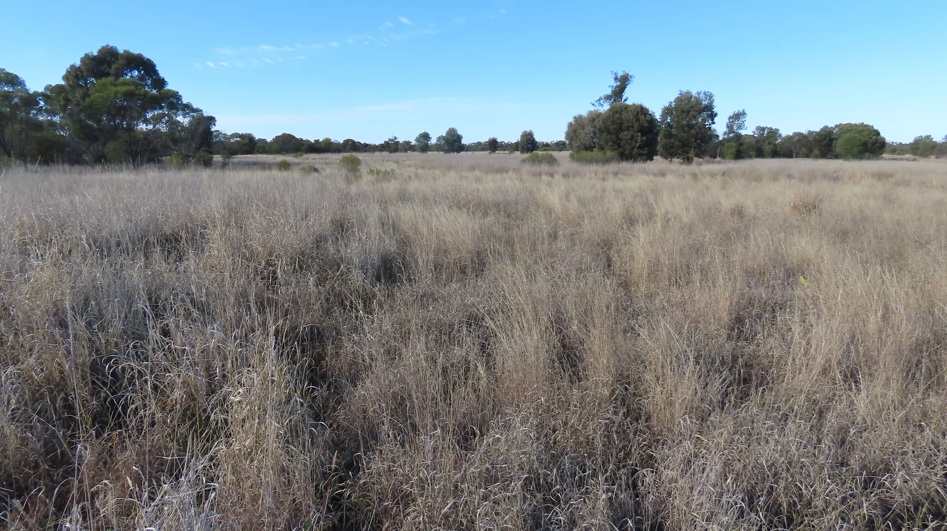 Additional image 15 of "Arrowfield"  648 Spinks Road, Goondiwindi QLD 4390