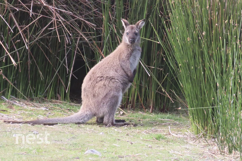 Additional image 26 of 1000 Van Morey Road, Margate TAS 7054