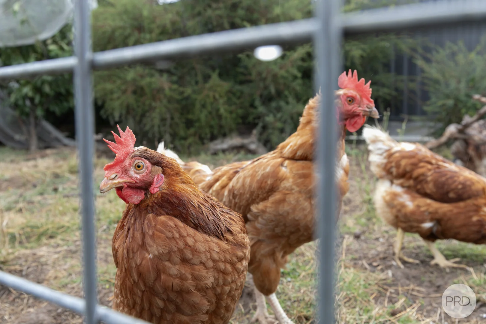 Additional image 17 of 1 Furness Drive, Cardigan VIC 3352