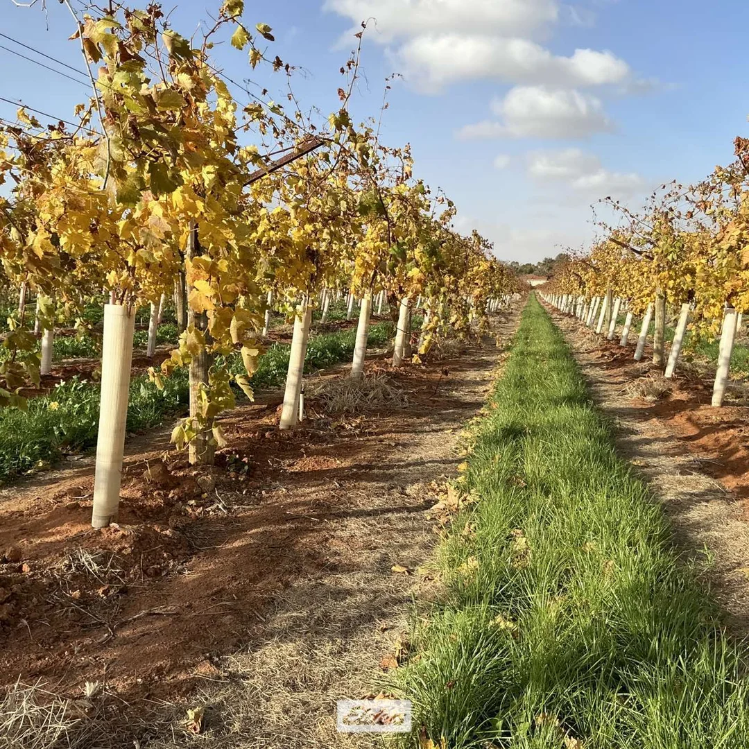 Additional image 10 of 221 & 245 Cowanna Avenue, Merbein South VIC 3505