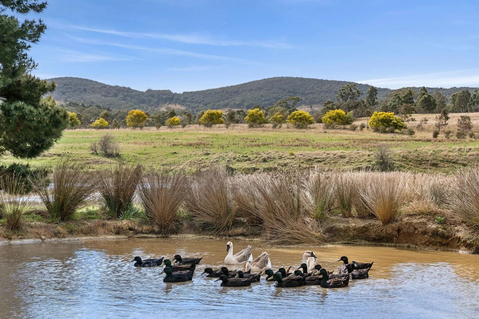 Additional image 7 of 44 Mills Road, Towrang NSW 2580