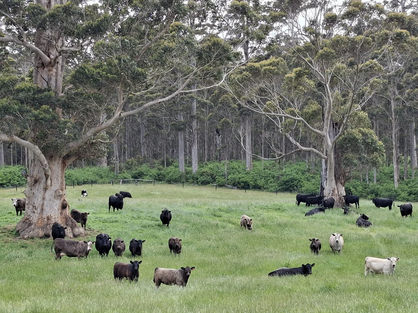 Additional image 3 of 38491 South Western Highway, Broke WA 6398