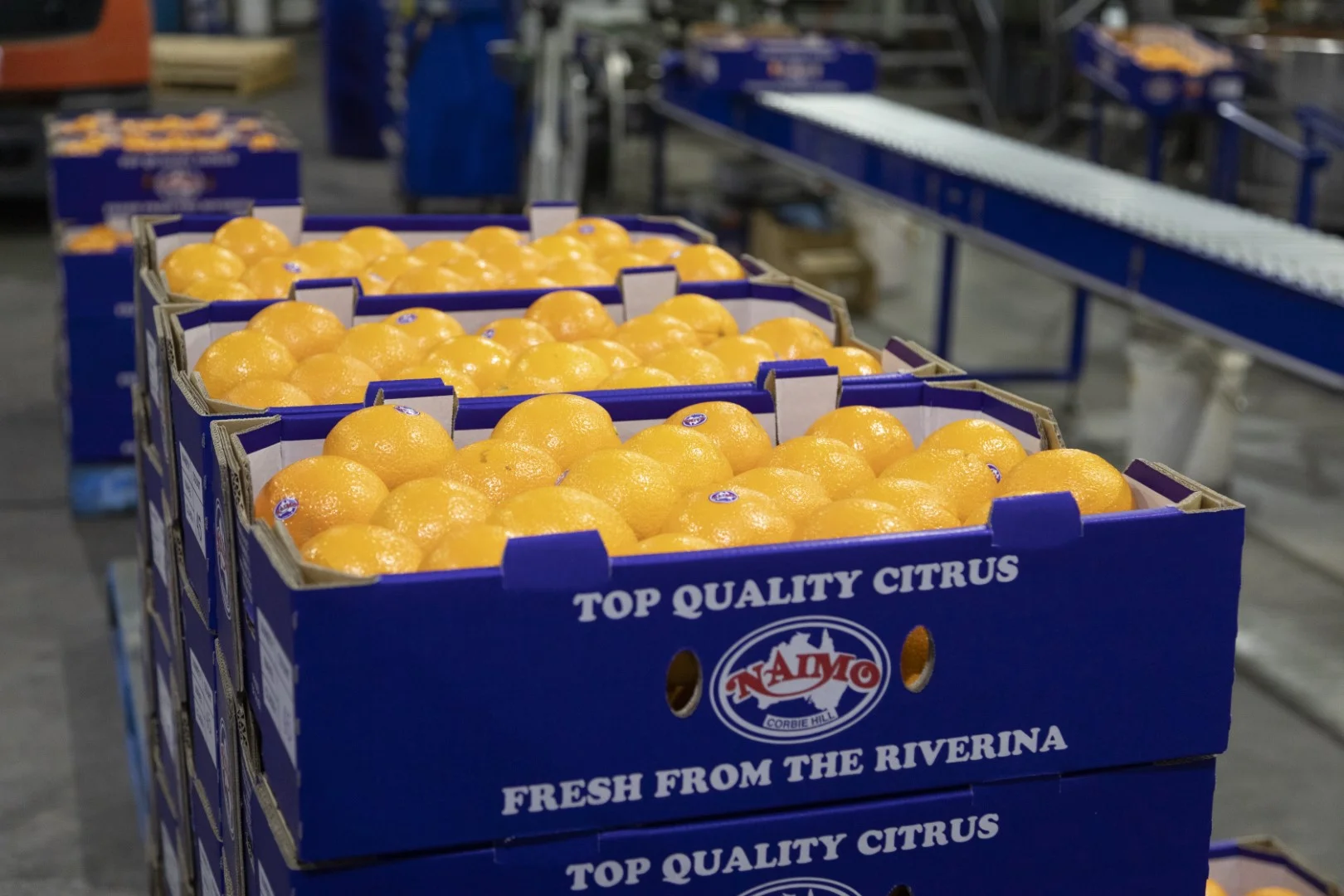 Additional image 13 of 203 Payten Road, Corbie Hill NSW 2705