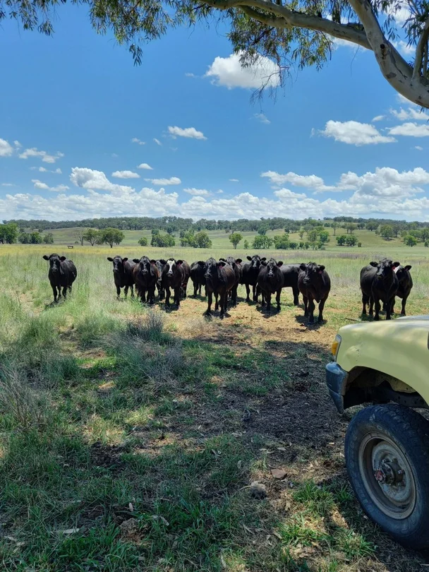 Additional image 2 of 325 Toorawandi Road, Ulamambri NSW 2357