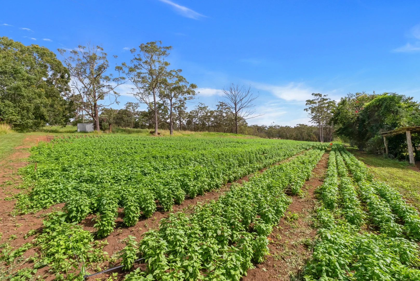 Additional image 4 of Lot 83 Chester Road, Wondecla QLD 4887