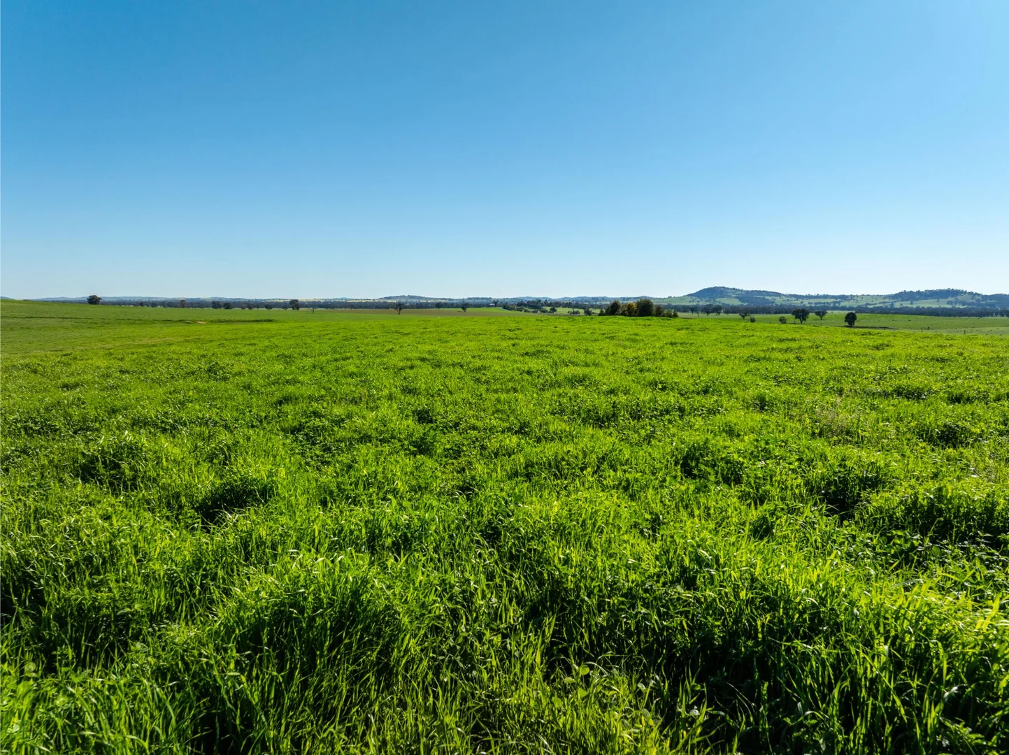 Additional image 7 of 272 Bulloc Hill Road, Mangoplah NSW 2652