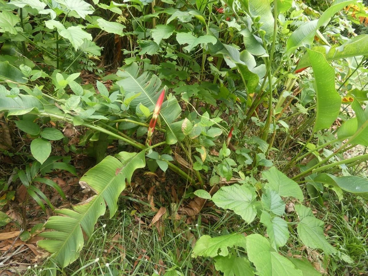 Additional image 24 of Lambells Lagoon NT 0822