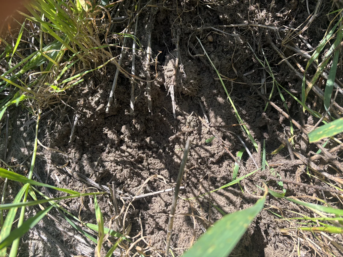 Additional image 14 of Lot 55 Ahern Place, Hickety WA 6532