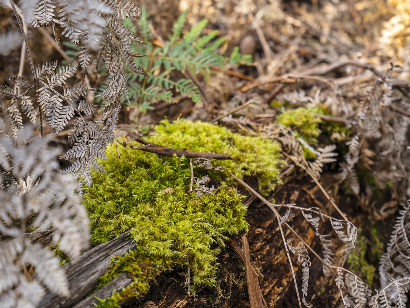 Additional image 7 of Lot 4 Tip Road, Nubeena TAS 7184