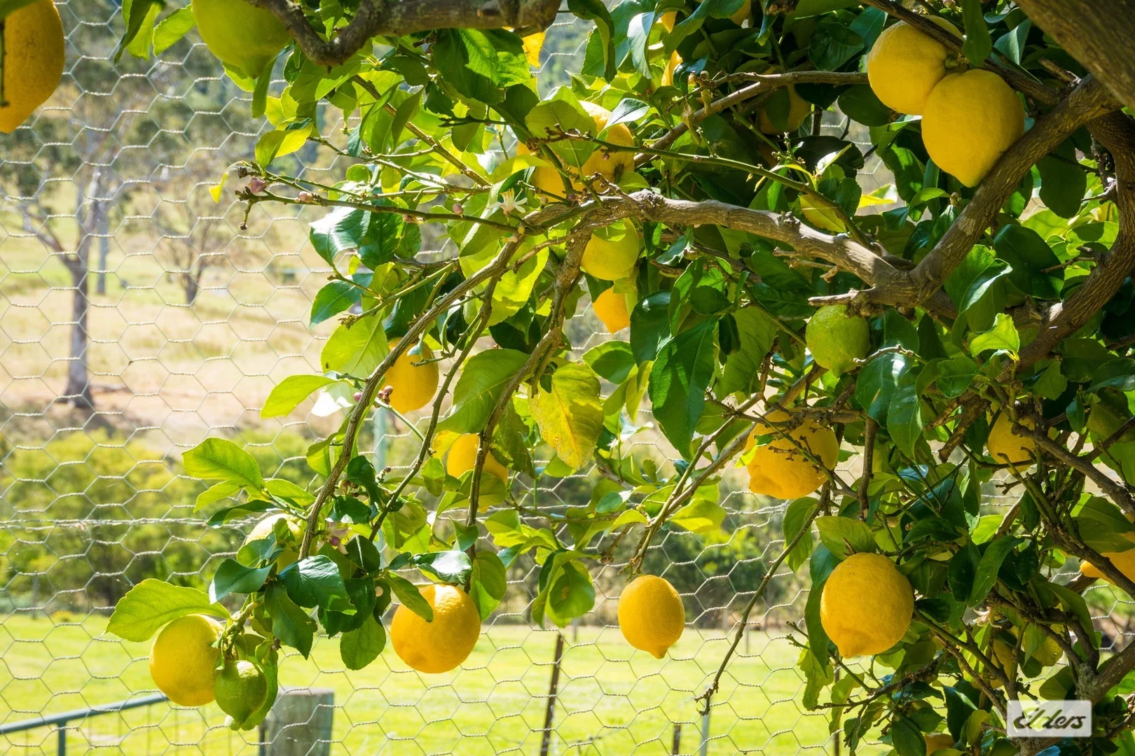 Additional image 67 of 354 Tantawangalo Mountain Road, Candelo NSW 2550