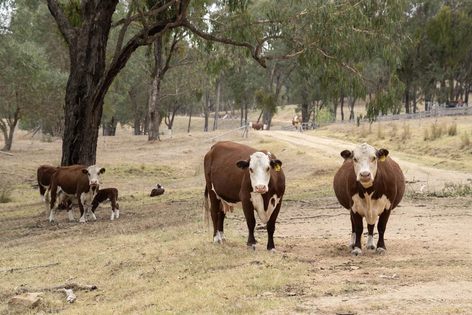 Additional image 33 of 45 Settlers Lane, Myrtleford VIC 3737