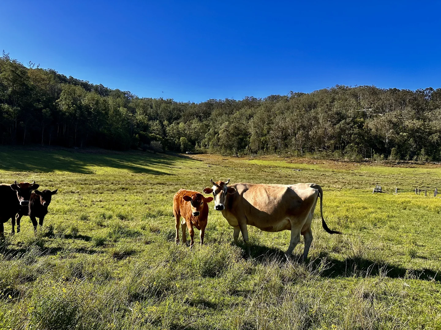 Additional image 8 of 3300 Great North Road, Wollombi NSW 2325