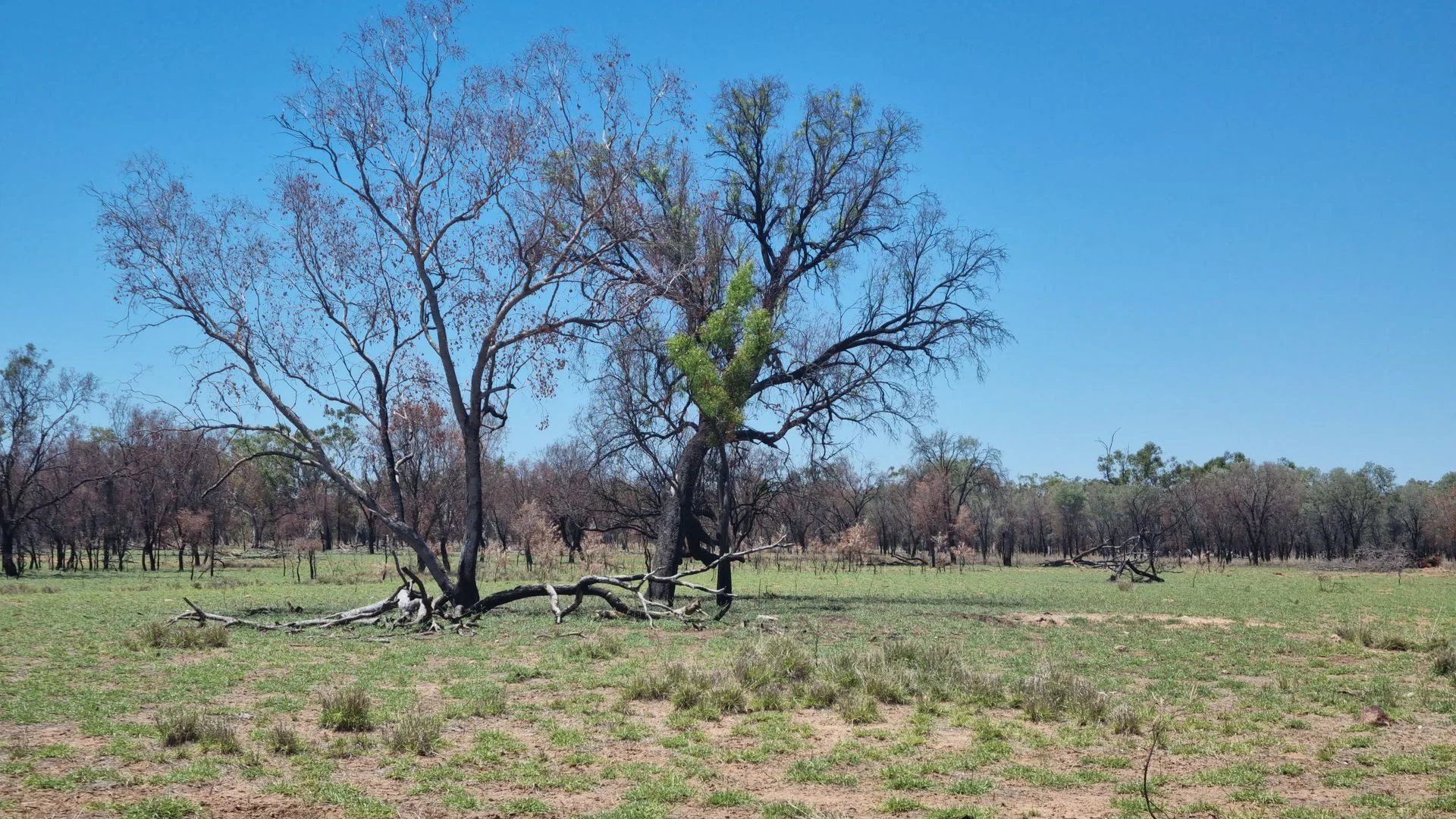 Additional image 6 of 202-410 Wallal Street, Bakers Bend QLD 4470