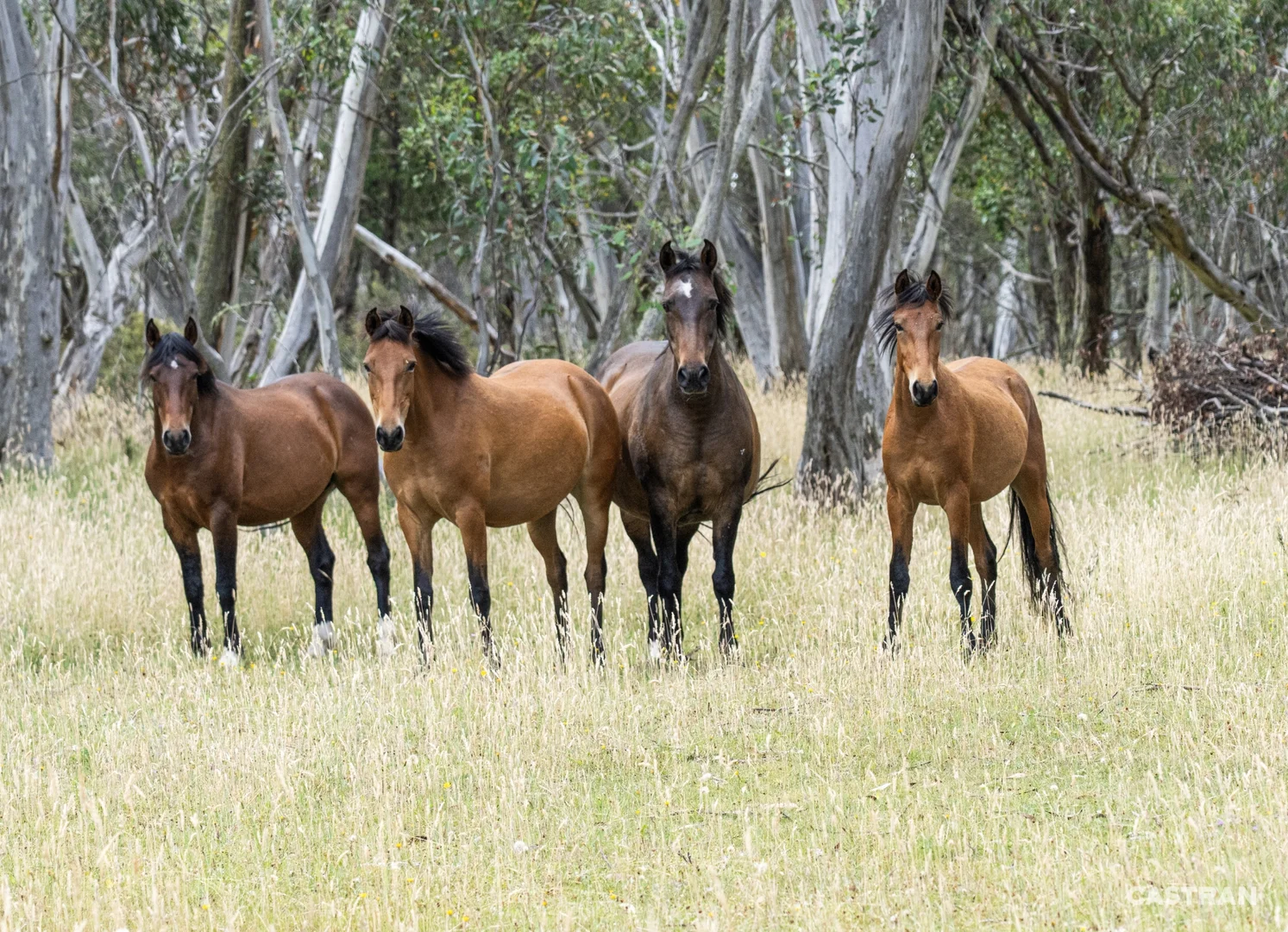 Additional image 4 of 7121 Great Alpine Road, Dinner Plain VIC 3898