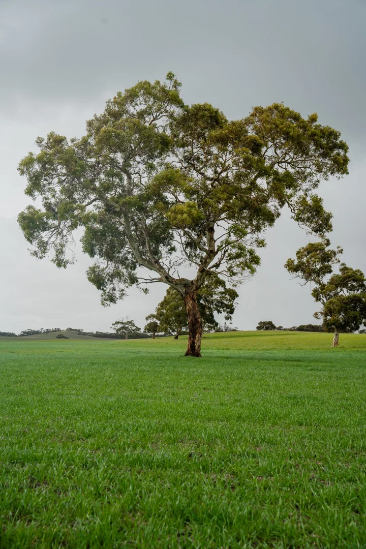 Additional image 10 of 8 Coombe Road, Tintinara SA 5266