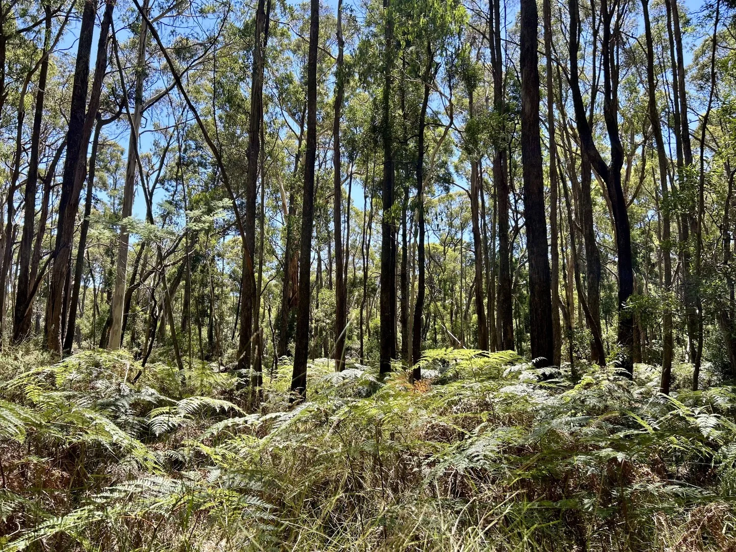 Additional image 4 of 18 Golden Point Road, Trentham VIC 3458