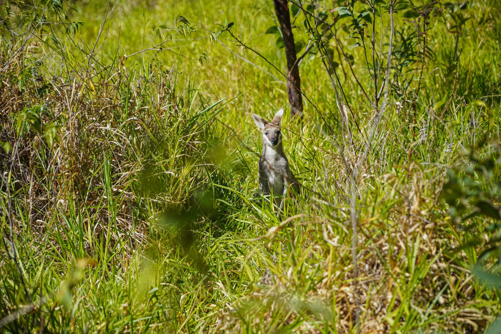 Additional image 15 of 53A Seaspray Drive, Agnes Water QLD 4677