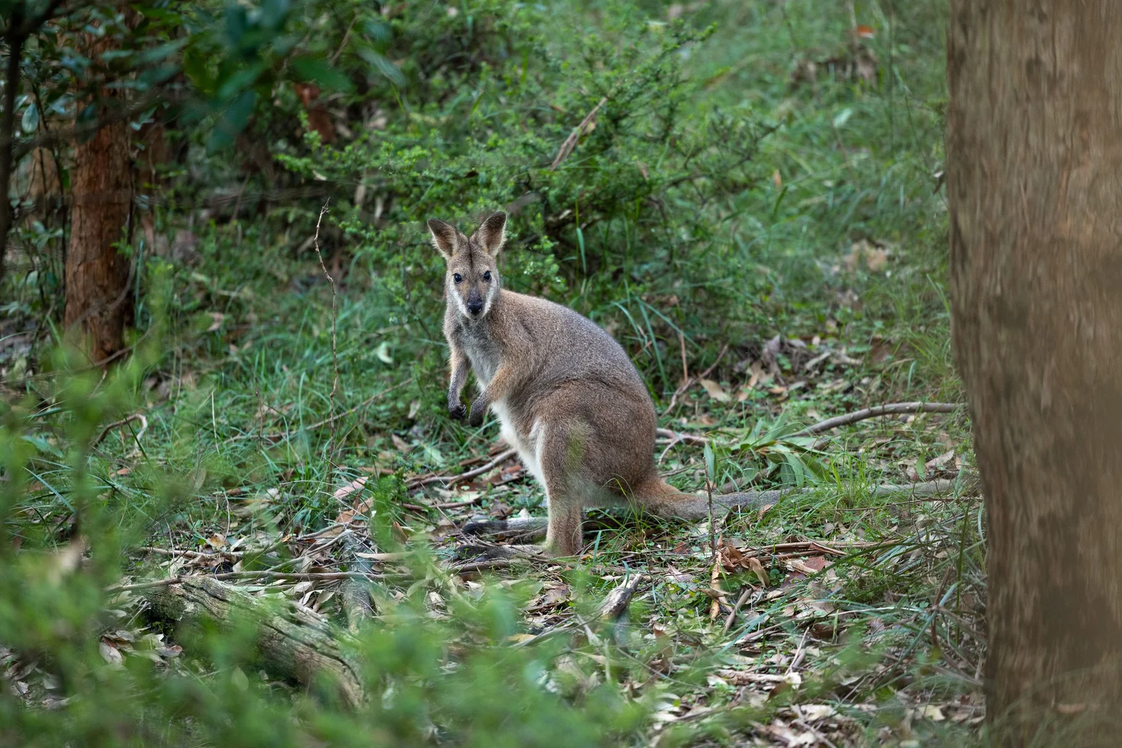 Additional image 3 of 706 MOONABUNG ROAD, Vacy NSW 2421