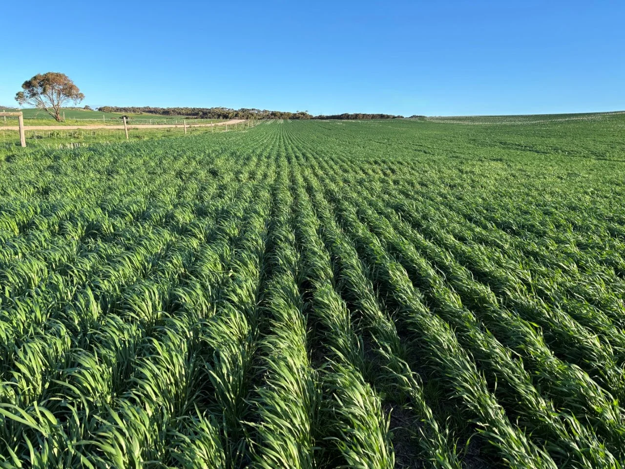 Additional image 9 of Lot 5 McAvaney Lane, Whites Flat SA 5607