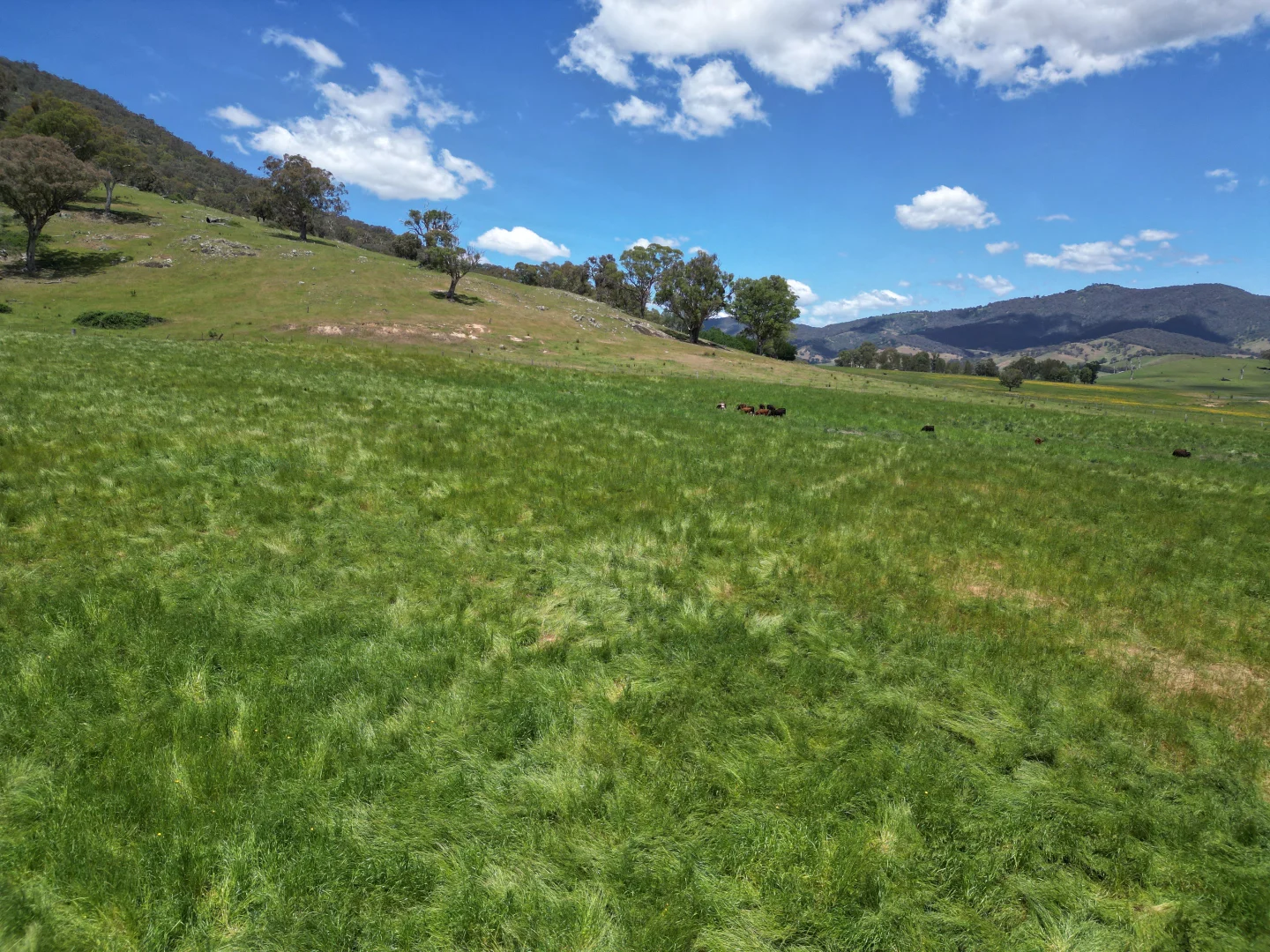 Additional image 14 of 1, Sec 19, "The Bloc Murray Valley Highway, Bullioh VIC 3700