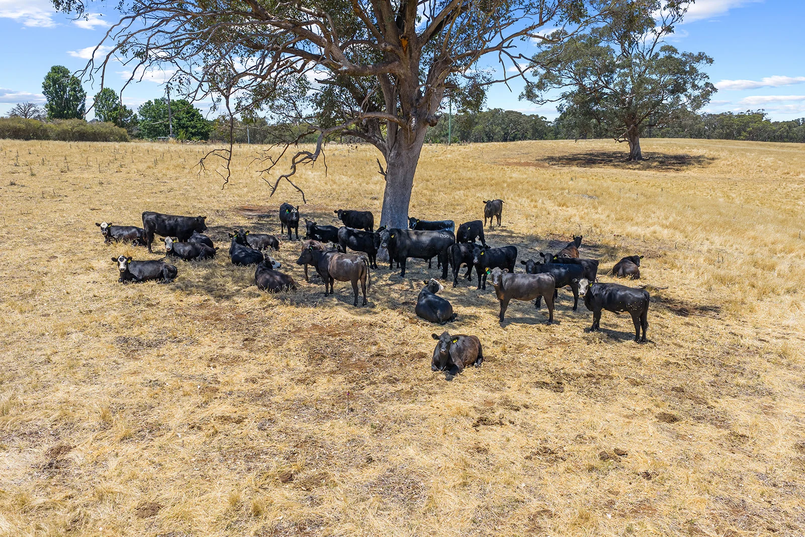 Additional image 5 of Lot 172 & 173 Reynolds Lane, Binalong NSW 2584