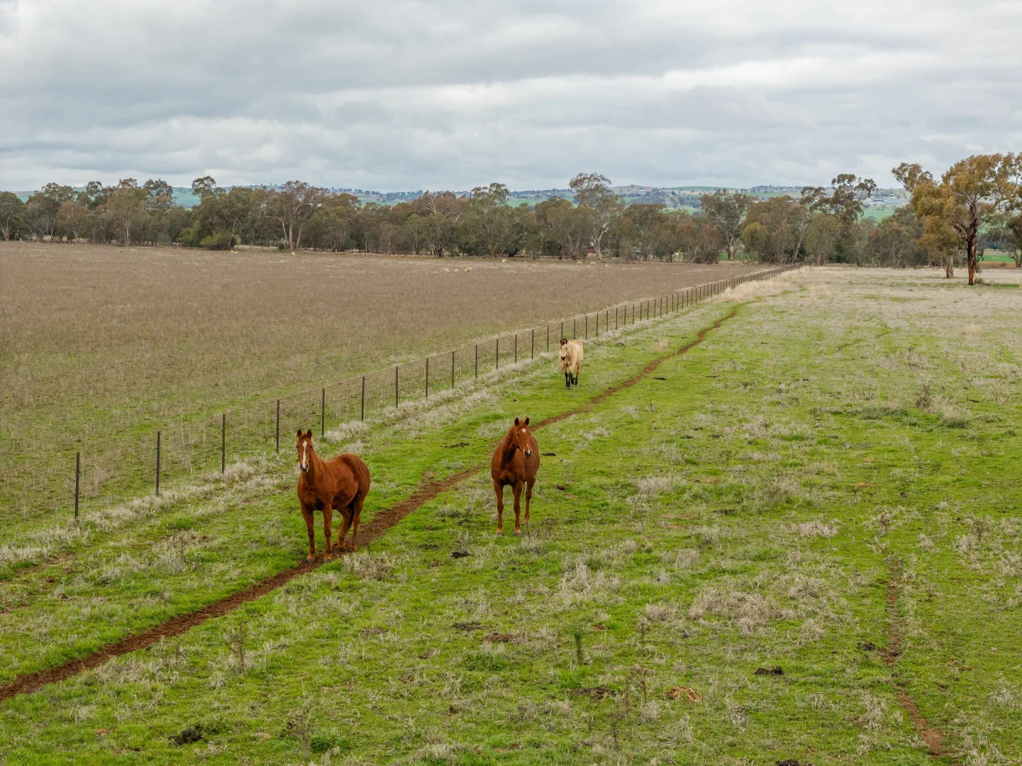 Additional image 14 of 79 Goldfields Way Old Junee Via, Wagga Wagga NSW 2650