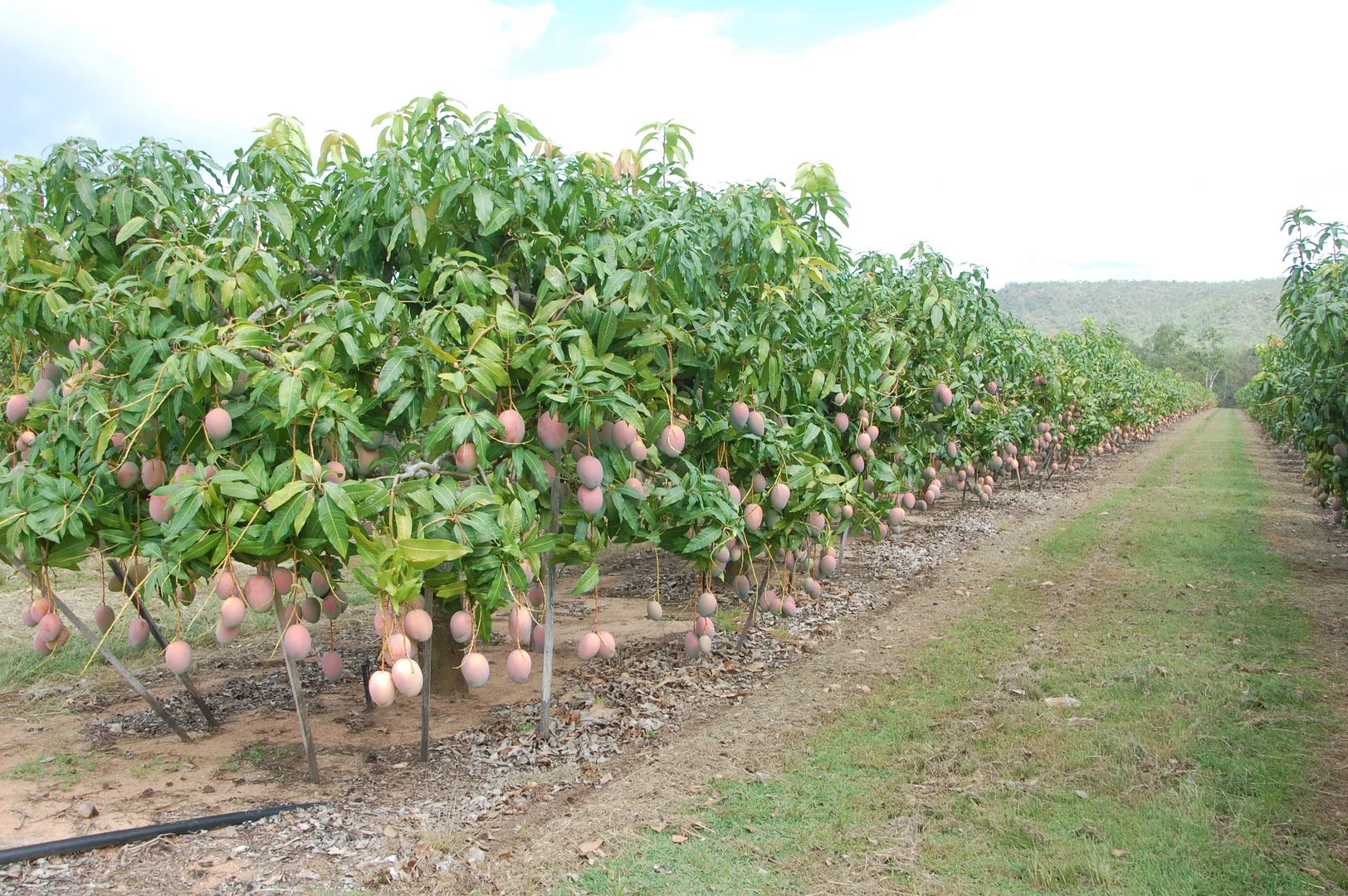 Additional image 4 of Dimbulah QLD 4872