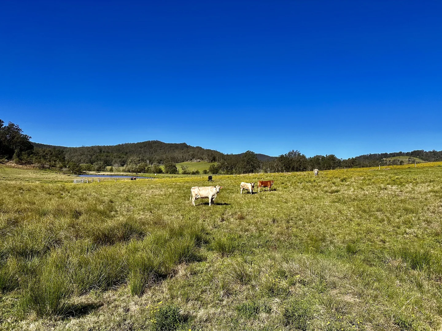 Additional image 14 of 3300 Great North Road, Wollombi NSW 2325