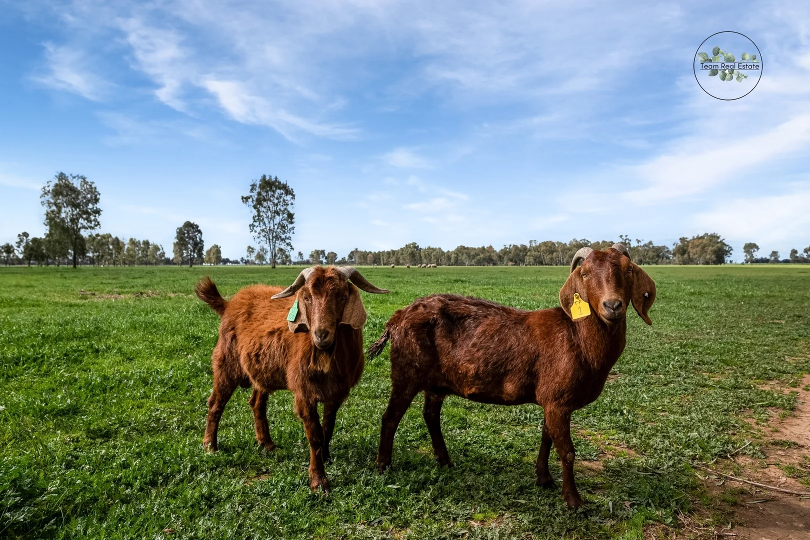 Additional image 6 of 161 Old Bridgewater-Serpentine Road, Bridgewater VIC 3516