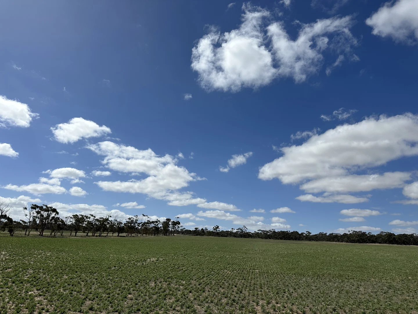 Additional image 5 of 4910 Mallee Highway, Peake SA 5301