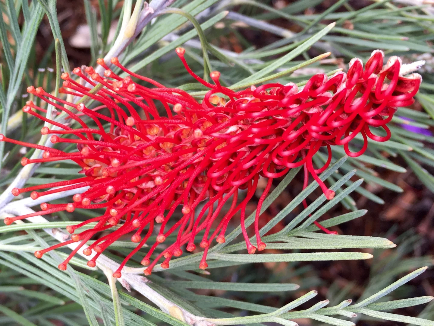 Additional image 11 of 15 Seaton Cove Road, Binalong Bay TAS 7216