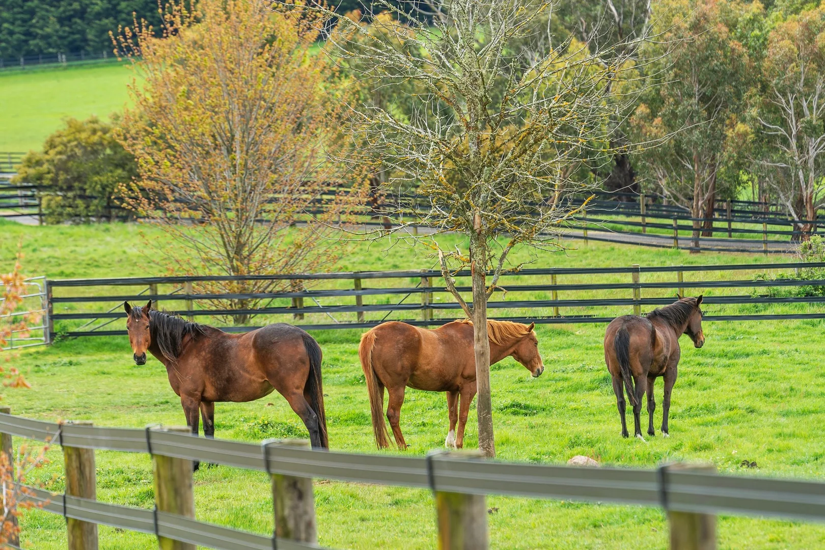 Additional image 15 of 1067 Rochford Road, Newham VIC 3442