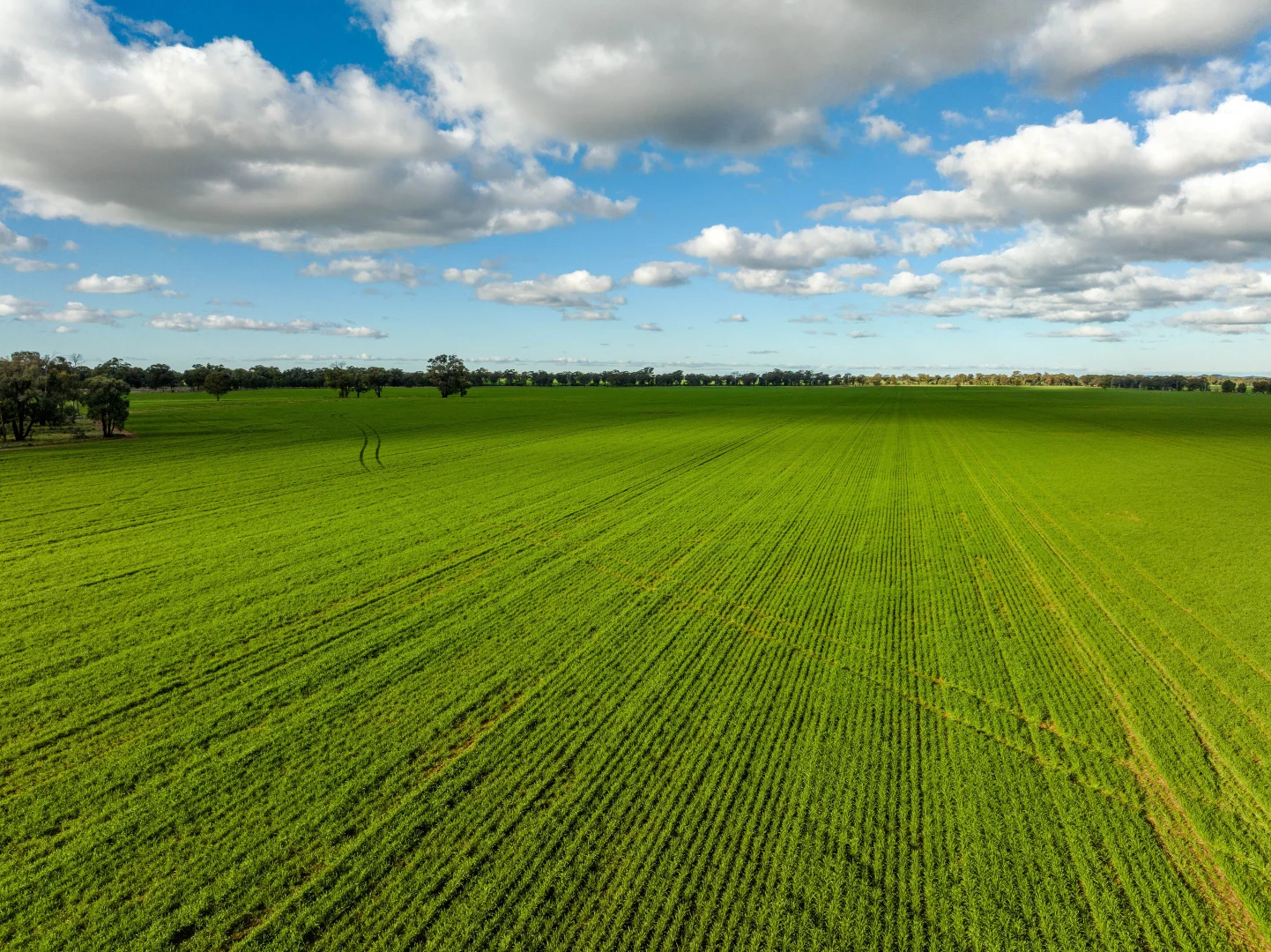 Additional image 6 of 795 Younga Plains Rd, West Wyalong NSW 2671