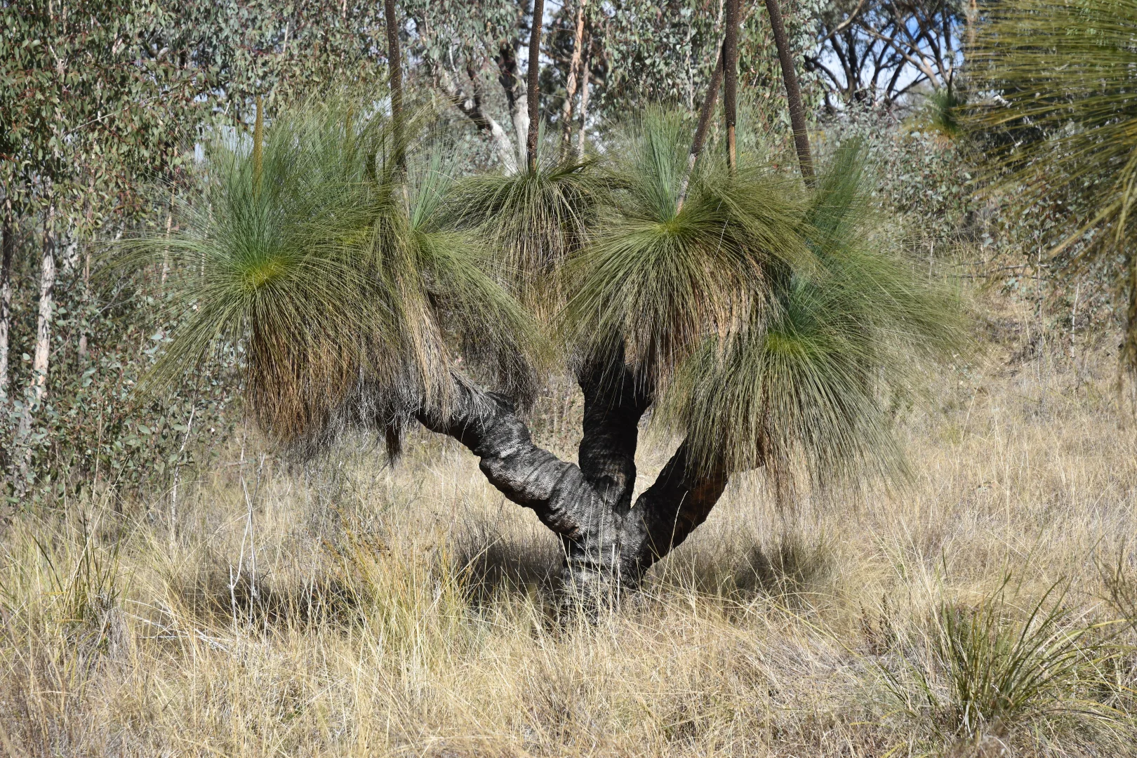 Additional image 17 of 1124 WARKTON ROAD, Coonabarabran NSW 2357