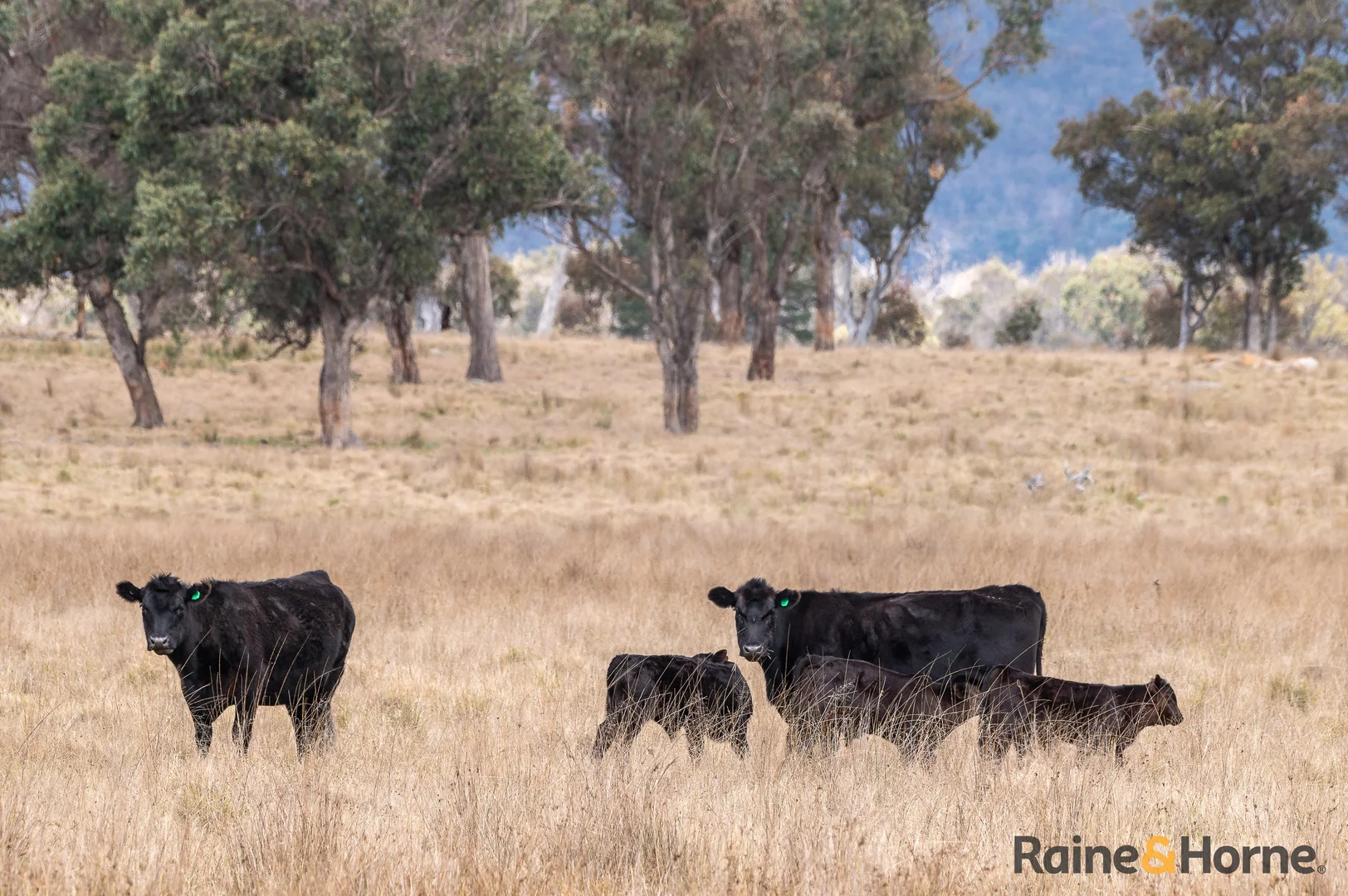 Additional image 32 of Lot 122 Nine Mile Road, Glen Innes NSW 2370