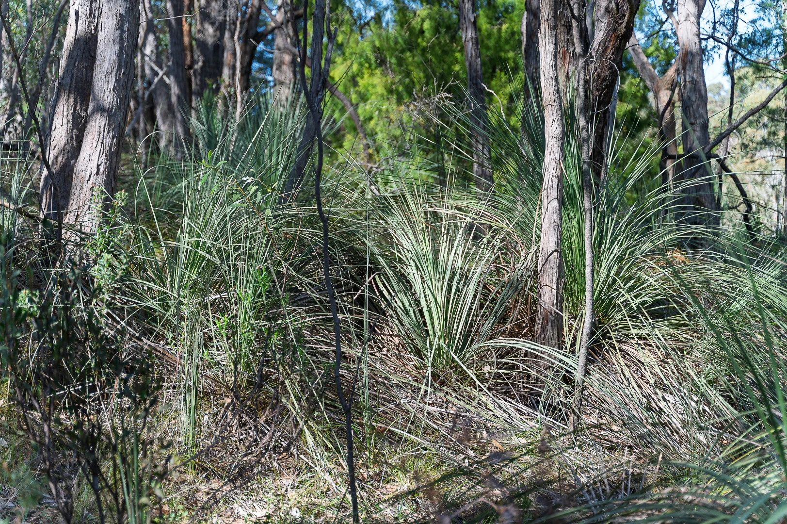 Additional image 20 of Lot 201 Tiers Road, Lenswood SA 5240