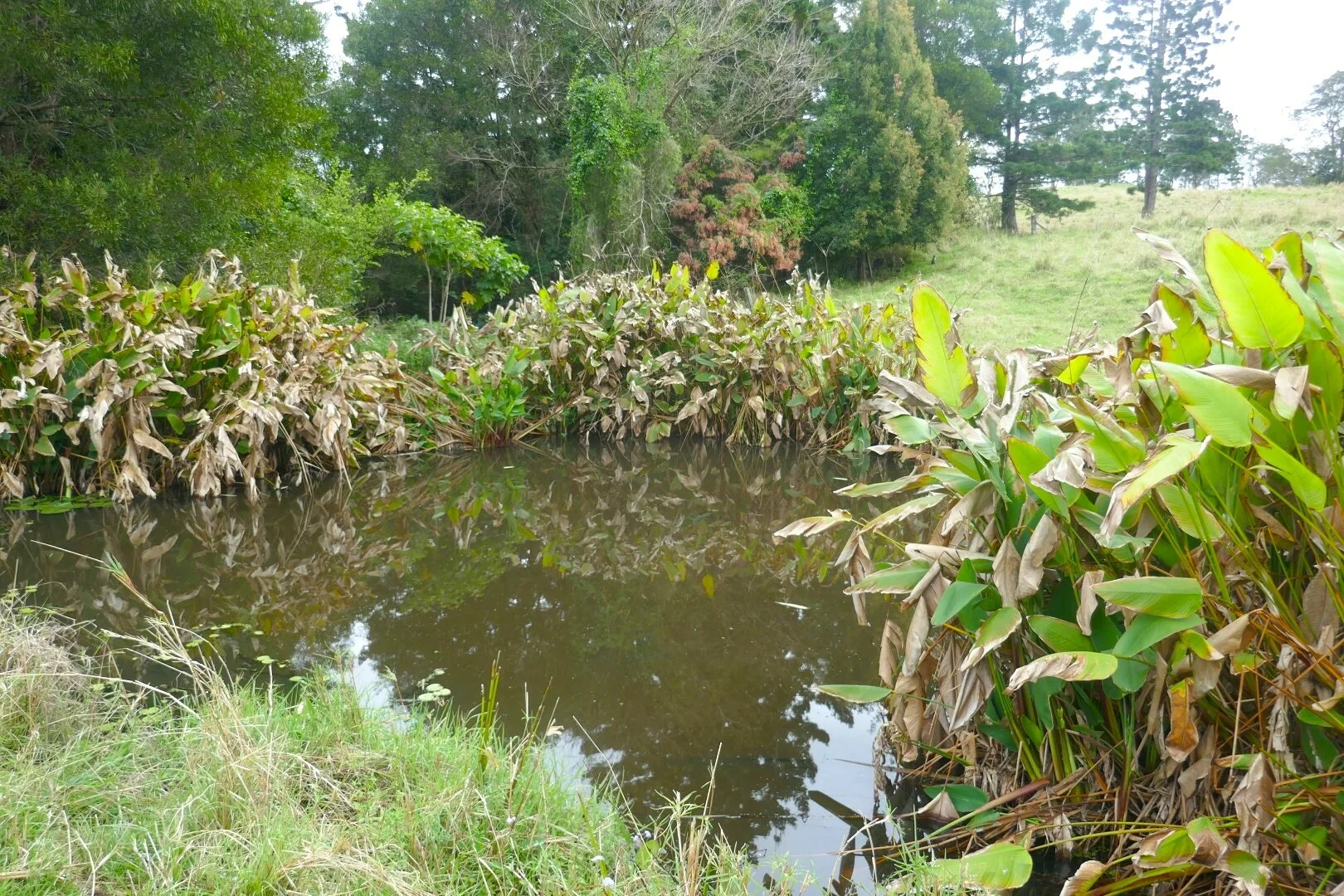 Additional image 20 of 66 Old Tweed Road, Wadeville NSW 2474