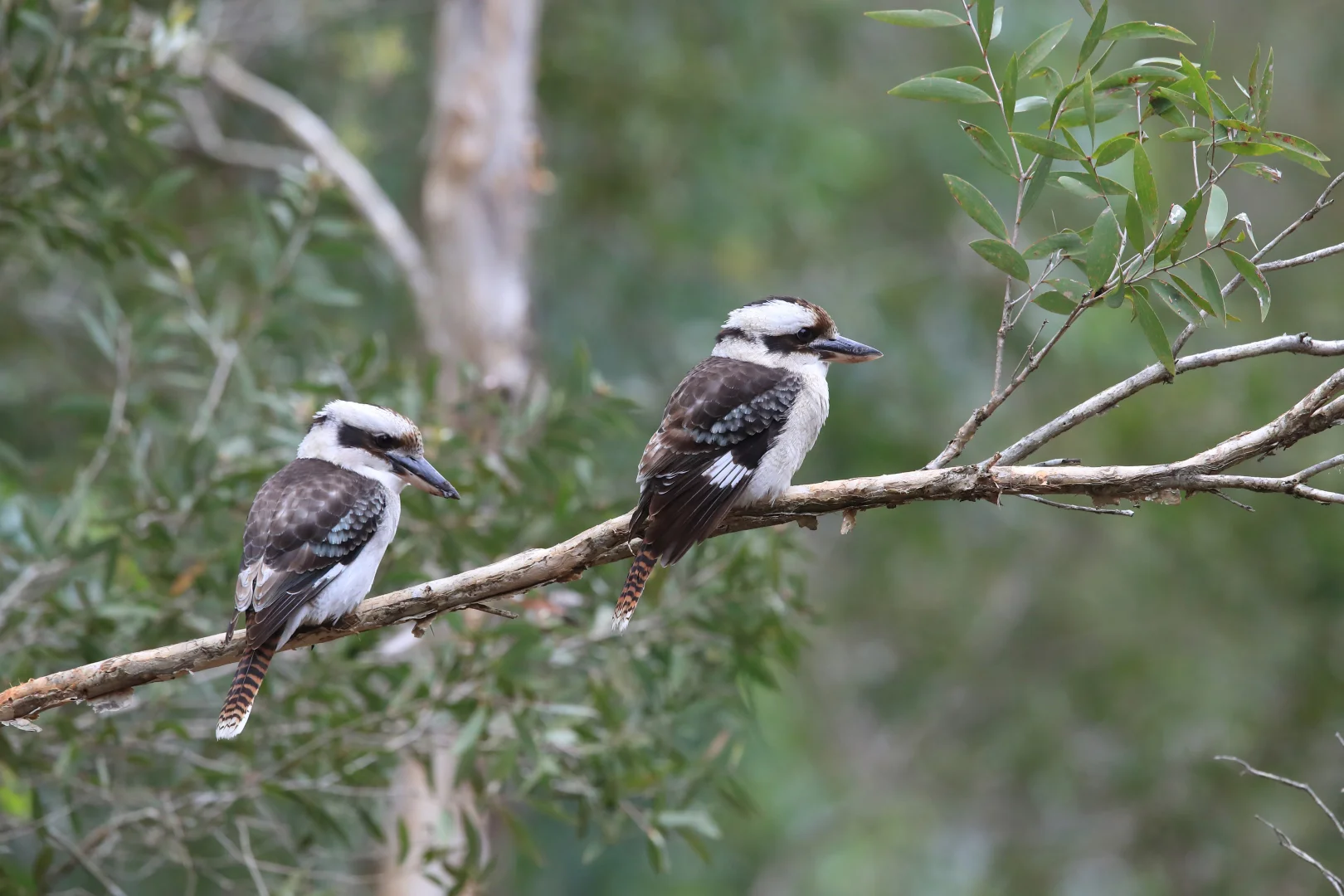 Additional image 5 of 277 Galston Road, Galston NSW 2159
