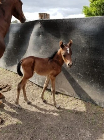 Additional image 11 of 23a Videroni St, Bundamba QLD 4304