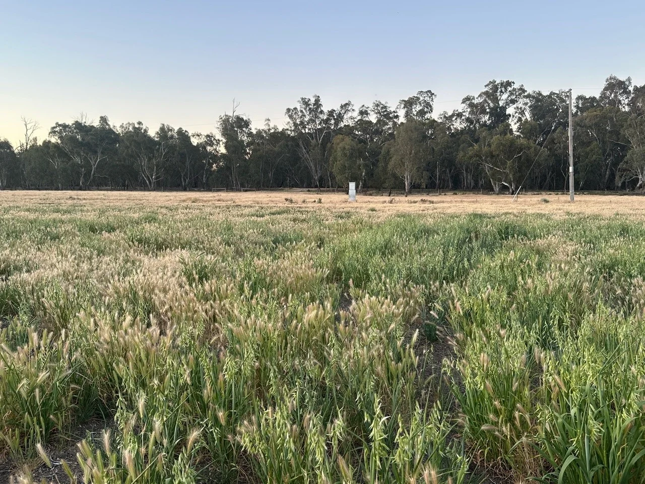 Additional image 5 of 527 River Road, Murrabit West VIC 3579