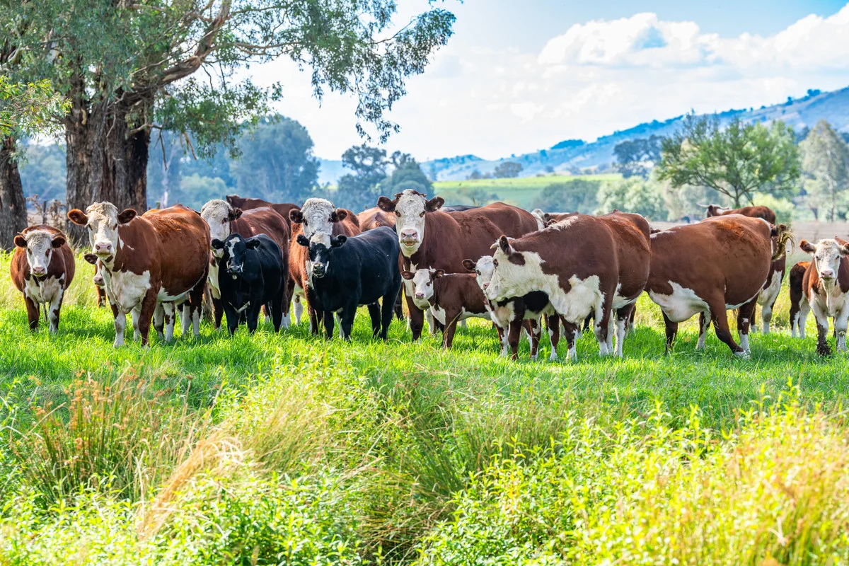 Additional image 4 of 2712 Gundowring Road, Upper Gundowring VIC 3691