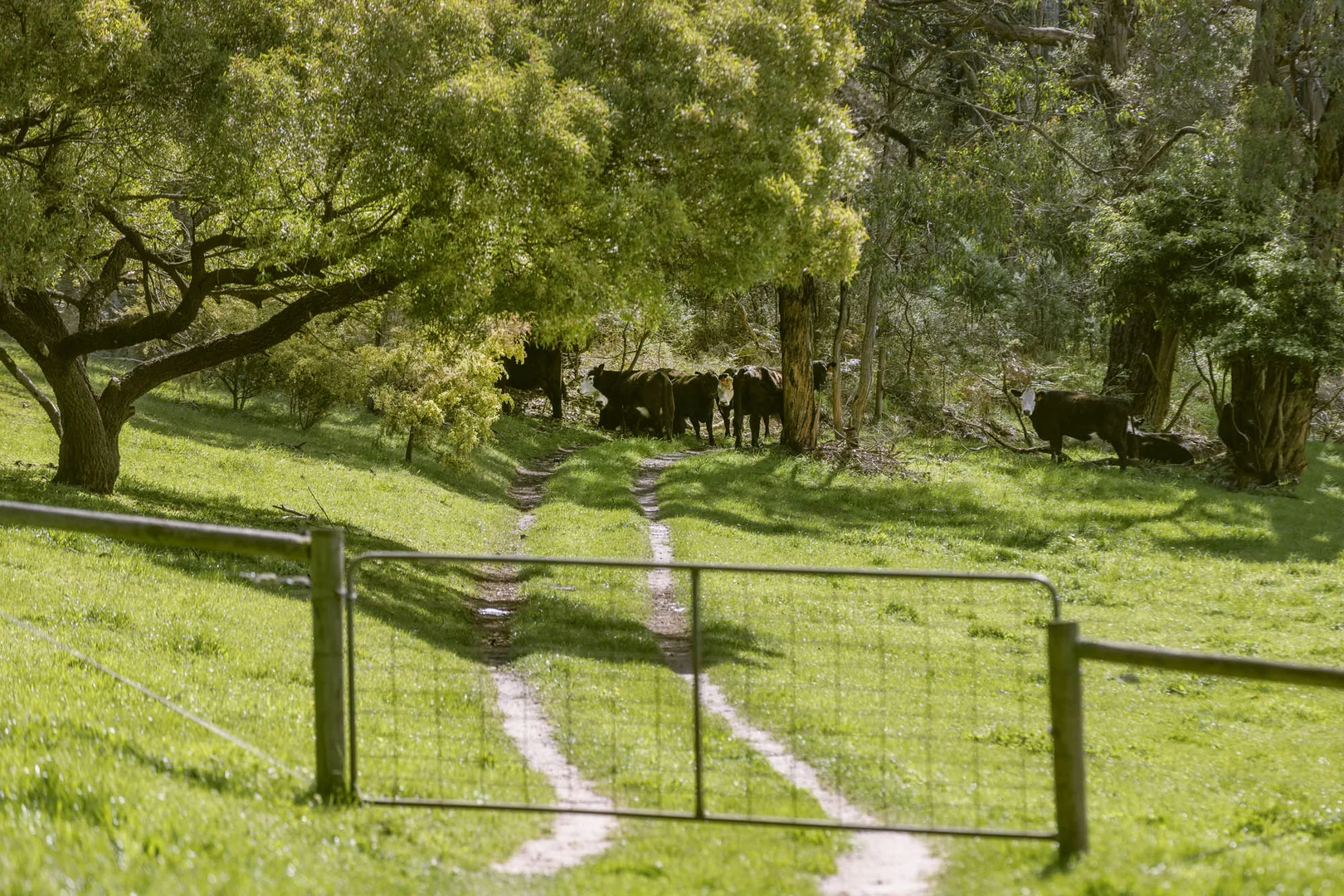 Additional image 10 of 210 Red Hill Road, Red Hill VIC 3937